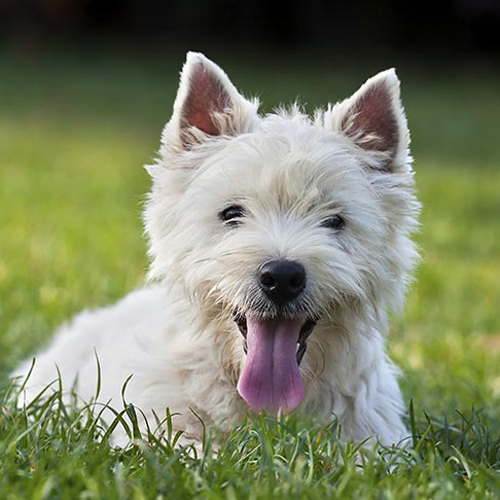 West Highland White Terrier with tongue out