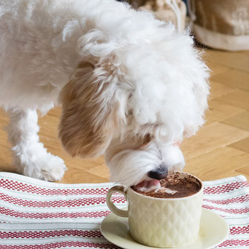 white-furred puppy enjoying a home-made puppuccino