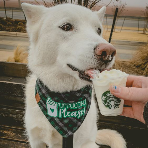 a white husky enjoying a puppuccino