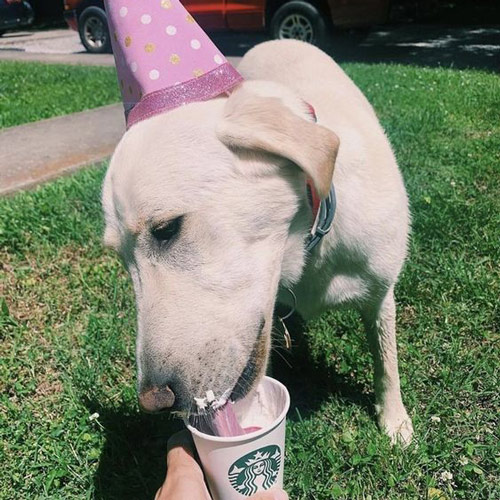 white pup enjoying a birthday treat