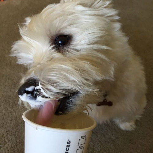 white pup enjoying puppuccino