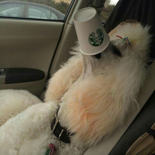 white pup in a car with snout buried in a puppuccino
