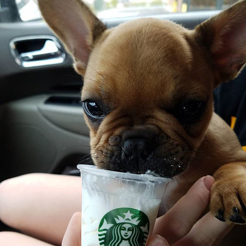 wide-eyed pooch slurping up a Starbucks puppuccino