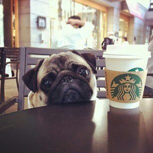 wide-eyed pug longing for a puppucino