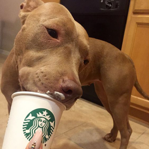 a woman holding a puppuccino cup for the dog to drink