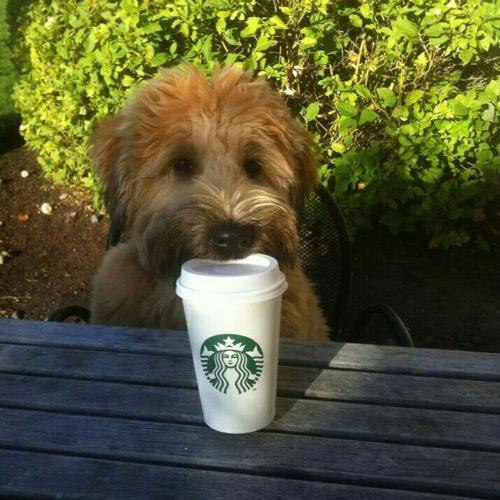 young pup enjoying a Starbucks puppucino