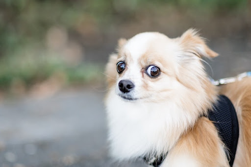 scared small dog showing whale eyes