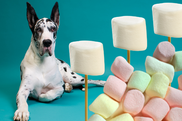 can dogs eat marshmallows. Mostly not but there are some they can.