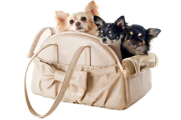 Chihuahuas are one of the best dogs for travel because they are very small and easily portable
