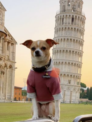 Jonathan in front of the Leaning Tower of Pisa. He is definitely one of the best dogs for travvel