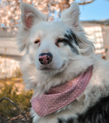 Nala is a deaf and blind double merle border collie