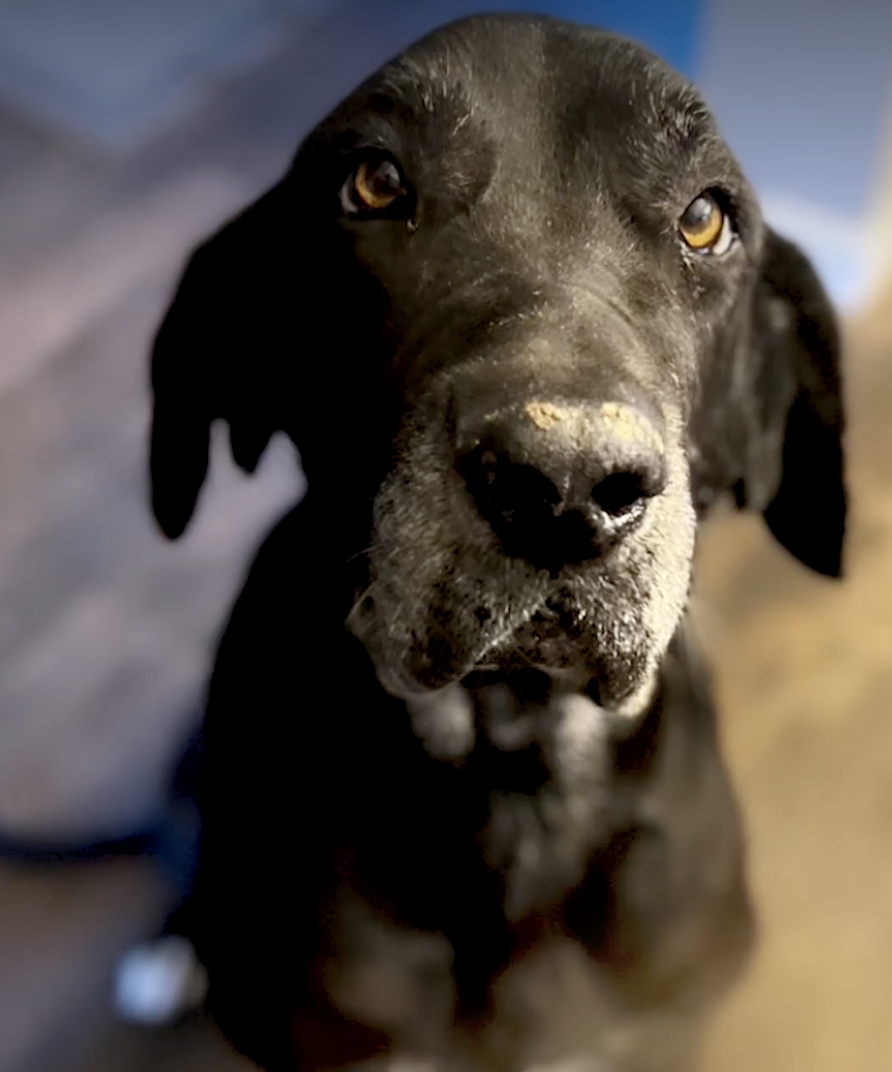 Salem, a senior three legged dog