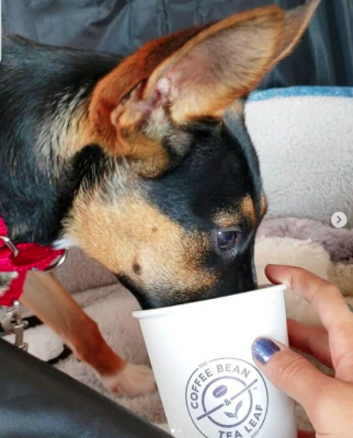 dog eating coffee bean puppuccino