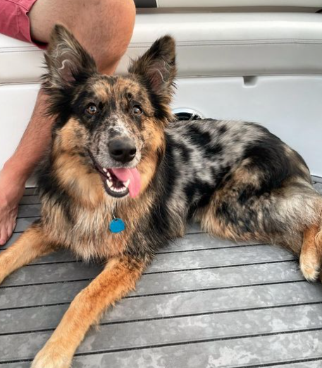 australian shepherd german shepherd mix