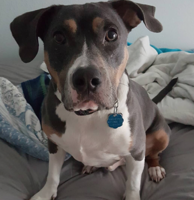 This pit bull beagle mix was adopted in 2017 