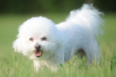 bichon frise a hypoallergenic dog for adoption