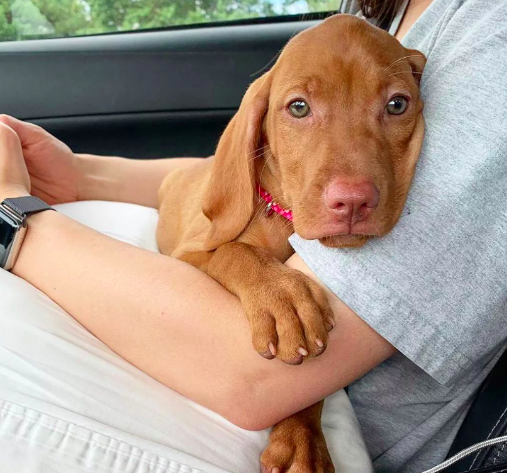The Vizsla is a great dog if you want a dog that acts like a cat