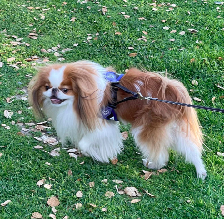 japanese chin is a dog that is like a cat dog hybrid