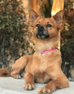 chihuahua german shepherd mix