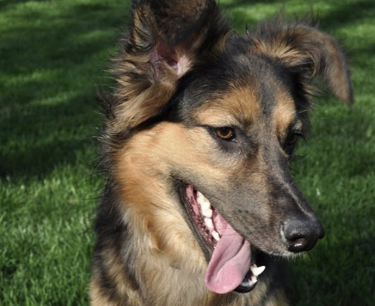 this German Shepherd Chihuahua Mix has two siblings