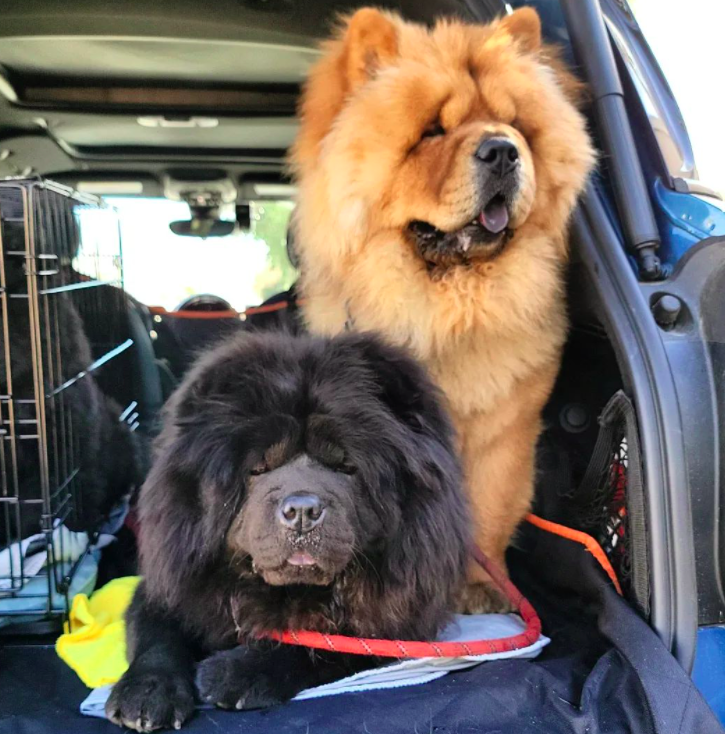 the chow chow is pretty close to a cat dog hybrid