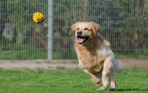 Golden Retriever playing fetch