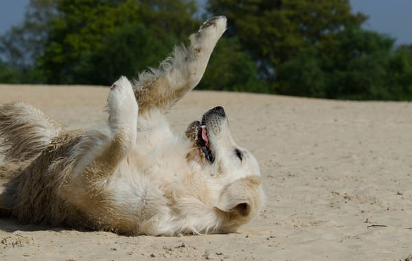 Golden Retriever adoption . A golden rolling on its back at the beach