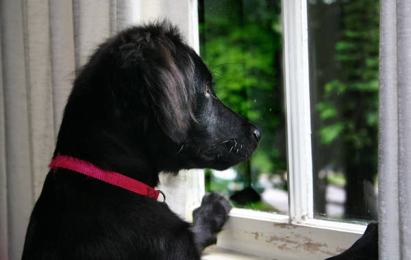 dog staring outside a window