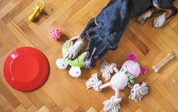 dog playing with its favorite toys