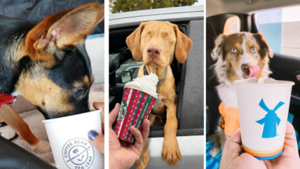 starbucks puppuccino + other places to get them
