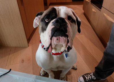 Rocky Kanaka's New Foster Dog Winston is a bulldog