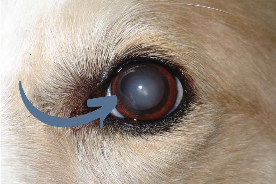 example of Cataracts in dogs