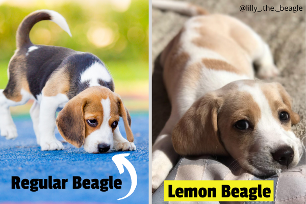 udsættelse udslettelse Det The Lemon Beagle: The Rarest Type Of Beagle - Rocky Kanaka