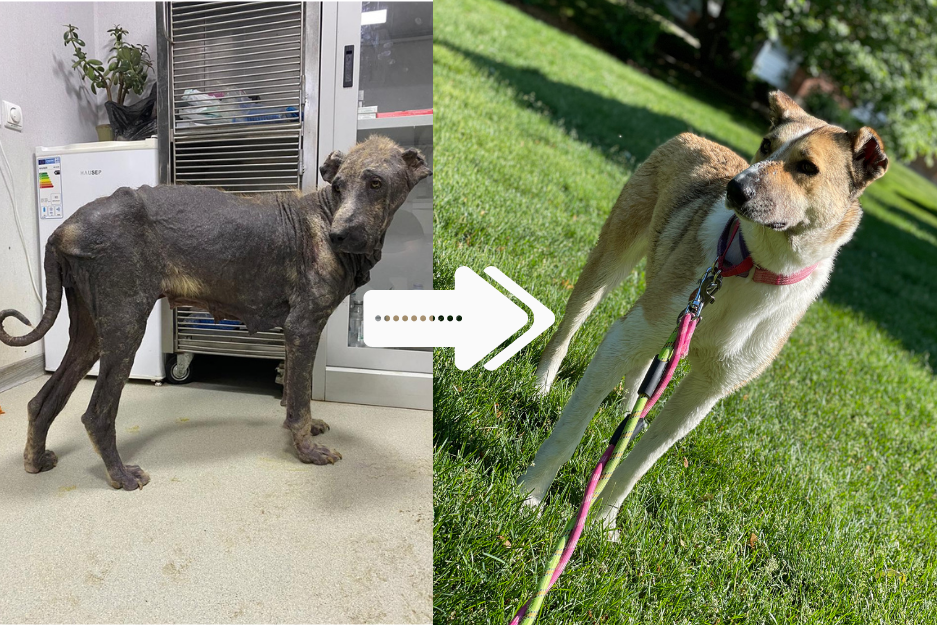 Elena Before & After Adoption