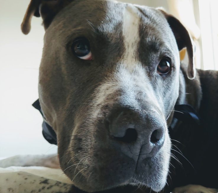 Dog Side Eye - Pitbull