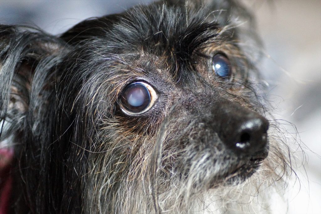 A Case of Canine Cataracts
