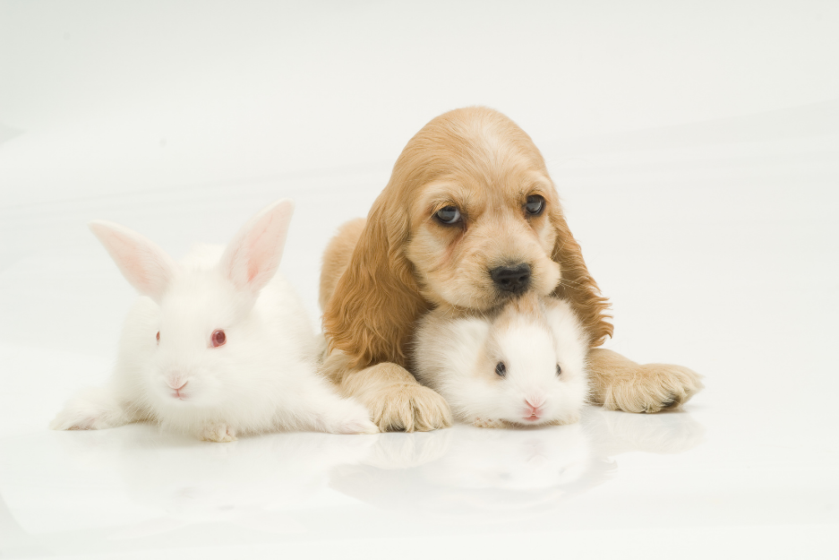 Image of a dog puppy with two rabbits