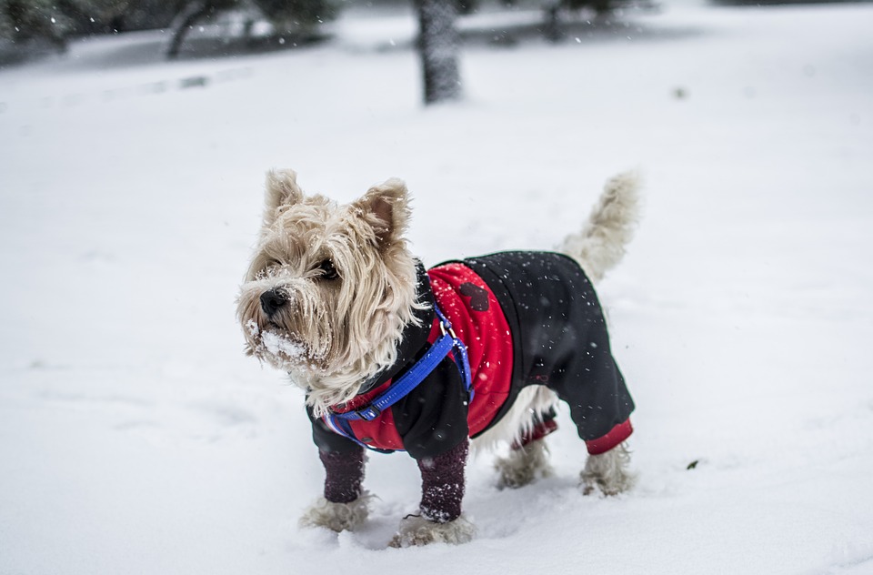 dog wearing sweater standing in the snow