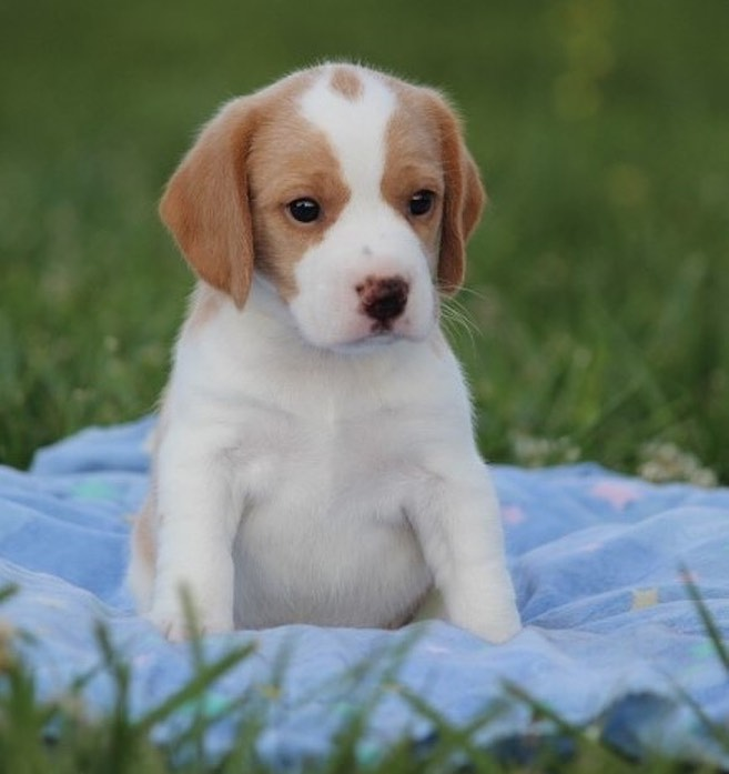 lemon beagle puppy