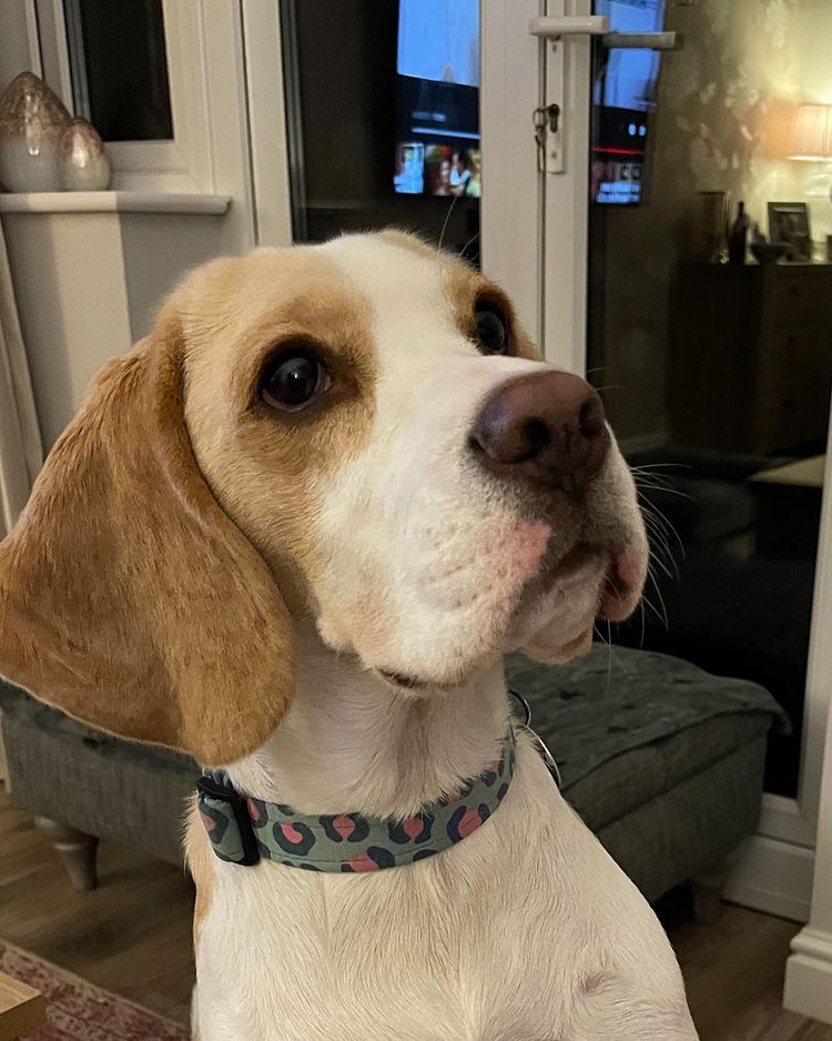Roxy the lemon beagle