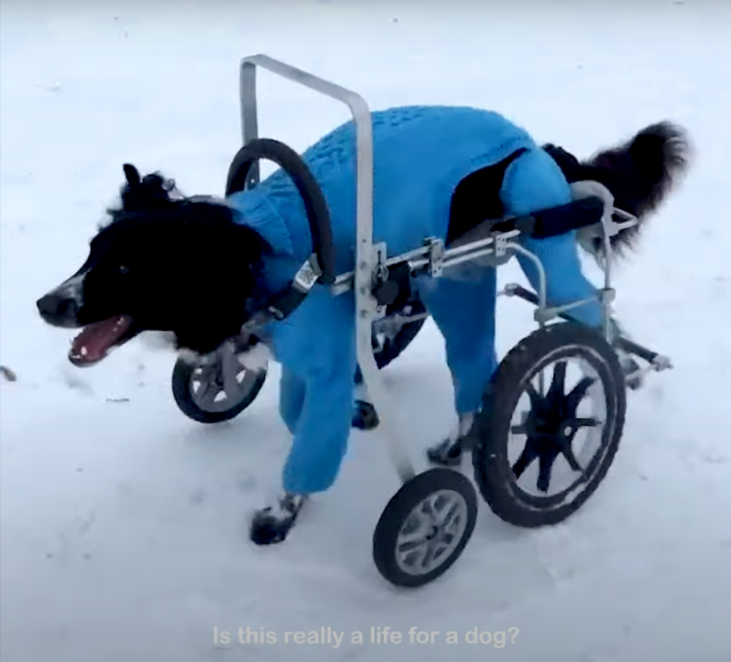 Moby uses his wheelchair to zoom around and play like any other dog