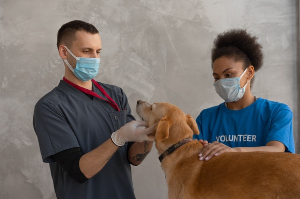 Labrador having a checkup by a veterinarian