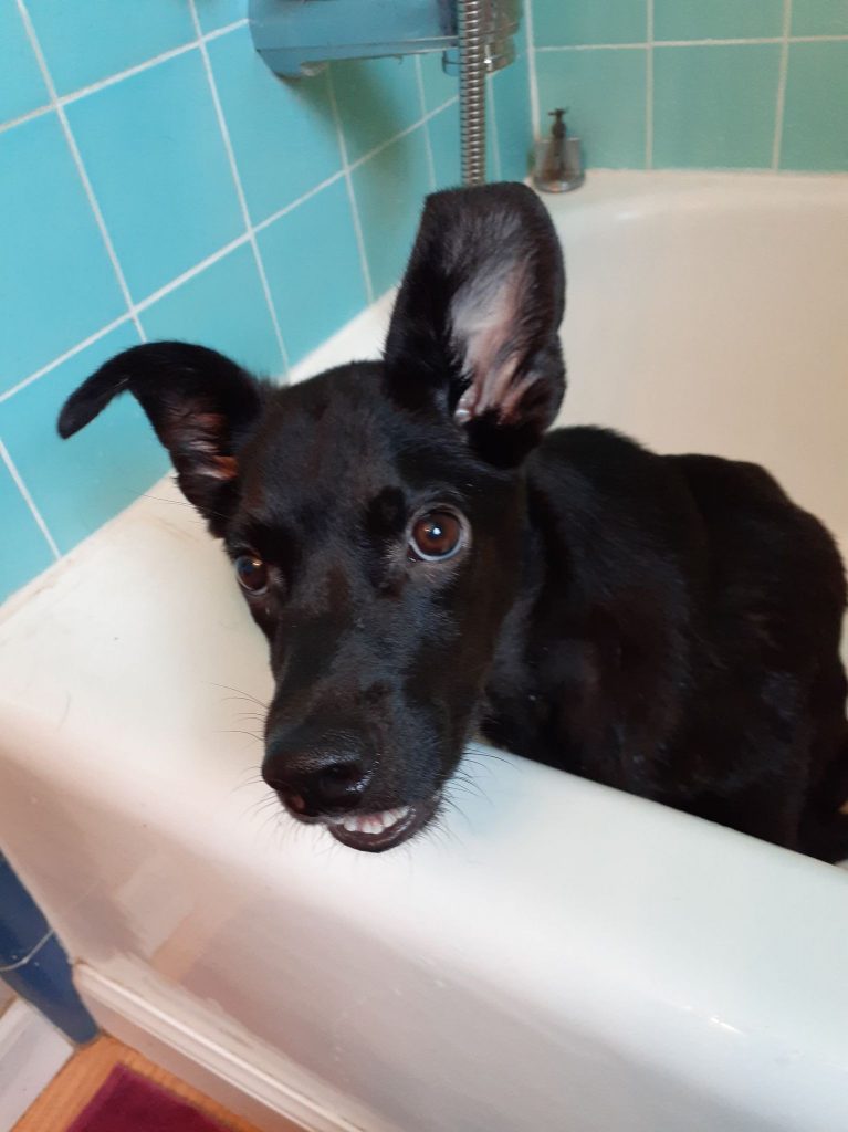 Casey in the bathtub