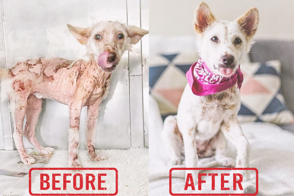 Delilah, the crusty white dog, Before & After rescue