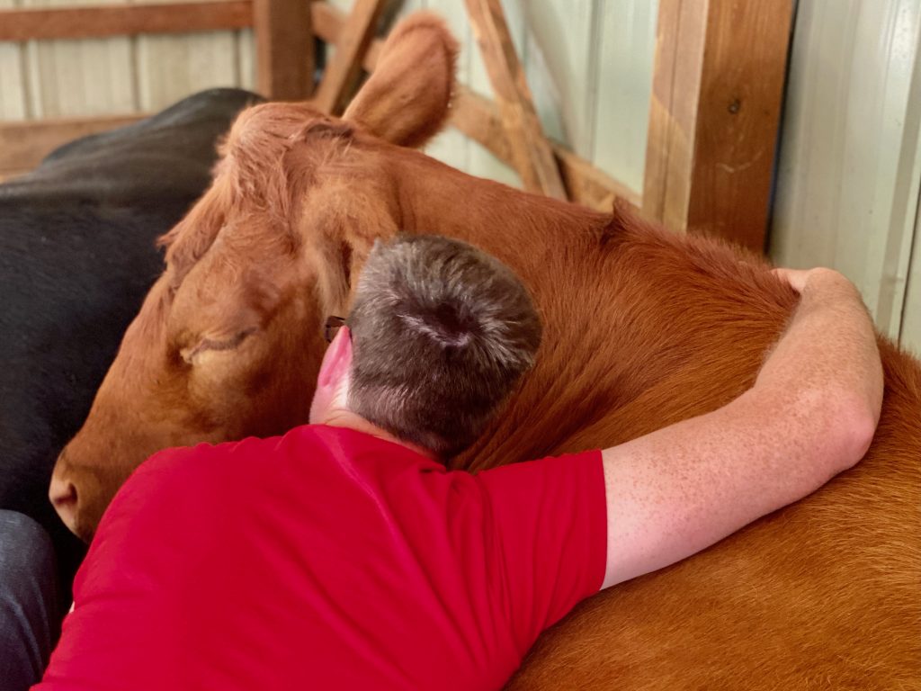 A guy hugging Chico, the cow