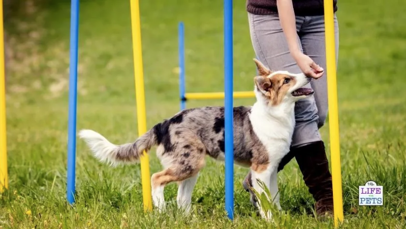 Dog agility training with blue and yellow poles