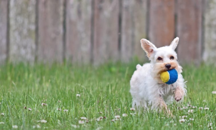 dog playing with a yellow and blue color ball