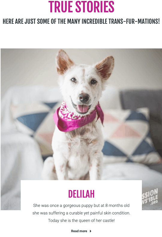 Photo of Delilah from Mission Pawsible Website of a previously crusty white dog