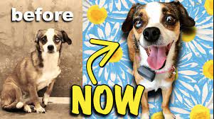 Blossom before & after rescue
