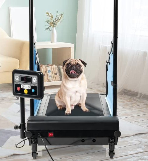 A dog on a doggy treadmill